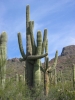 PICTURES/Picacho Peak & Casa Grande/t_Picacho Peak - Hugging Saguaro.JPG